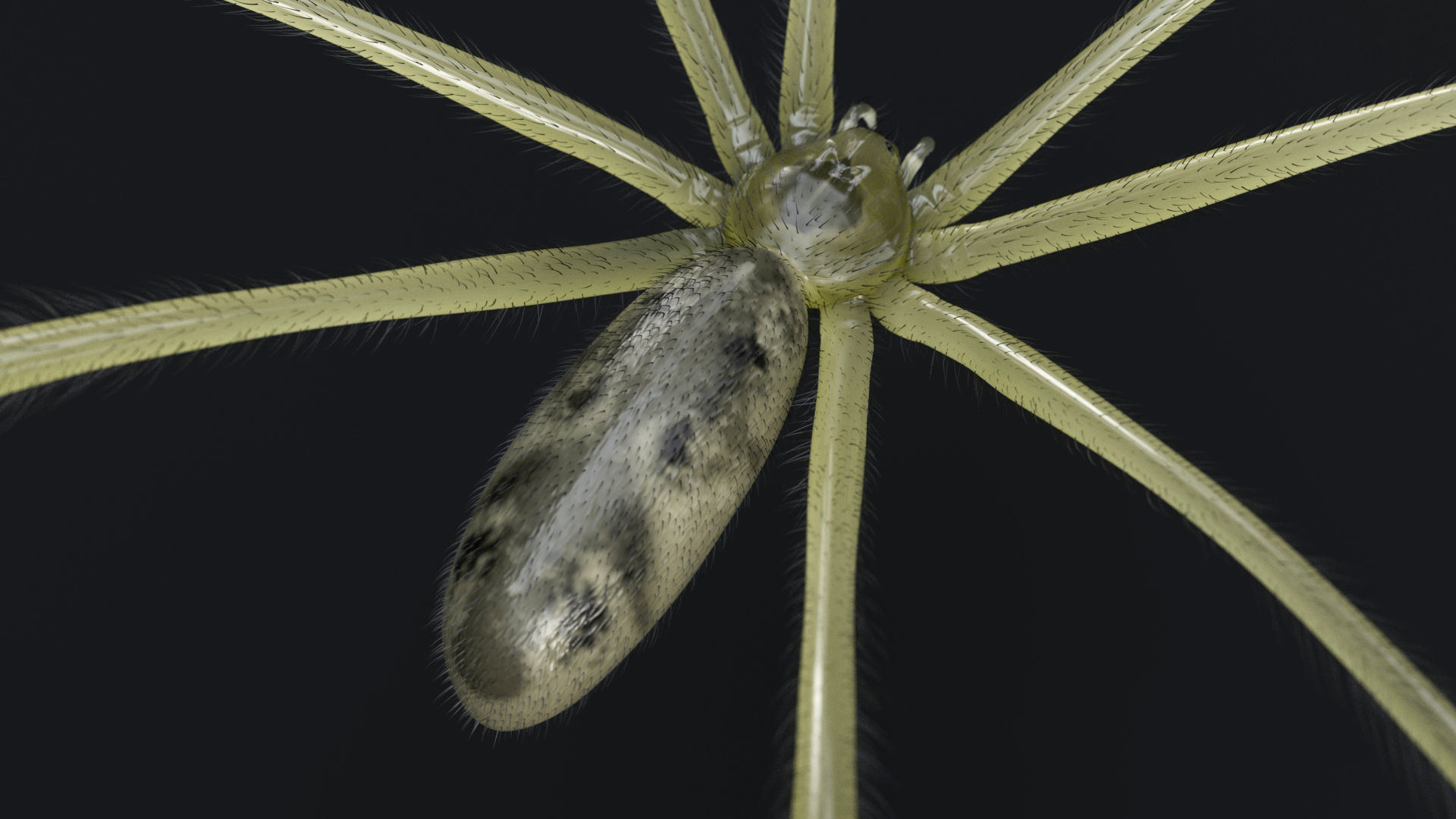 Daddy Long Legs Low-poly 3D model_7