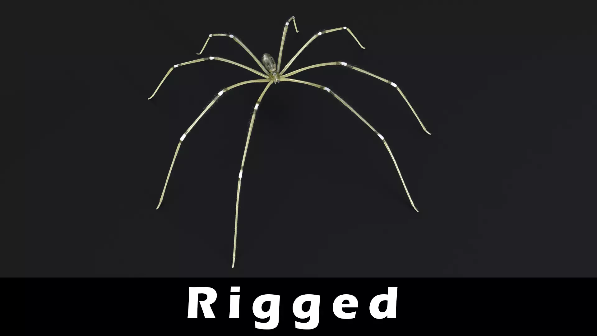 Daddy Long Legs Low-poly 3D model_0