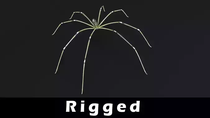 Daddy Long Legs Low-poly 3D model