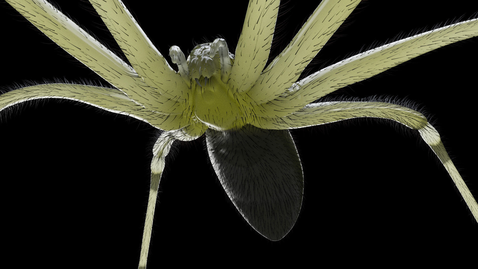 Daddy Long Legs Low-poly 3D model_3