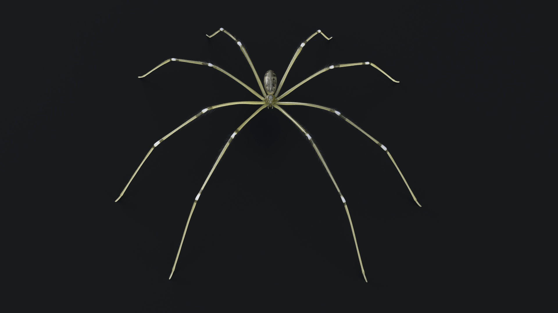 Daddy Long Legs Low-poly 3D model_6