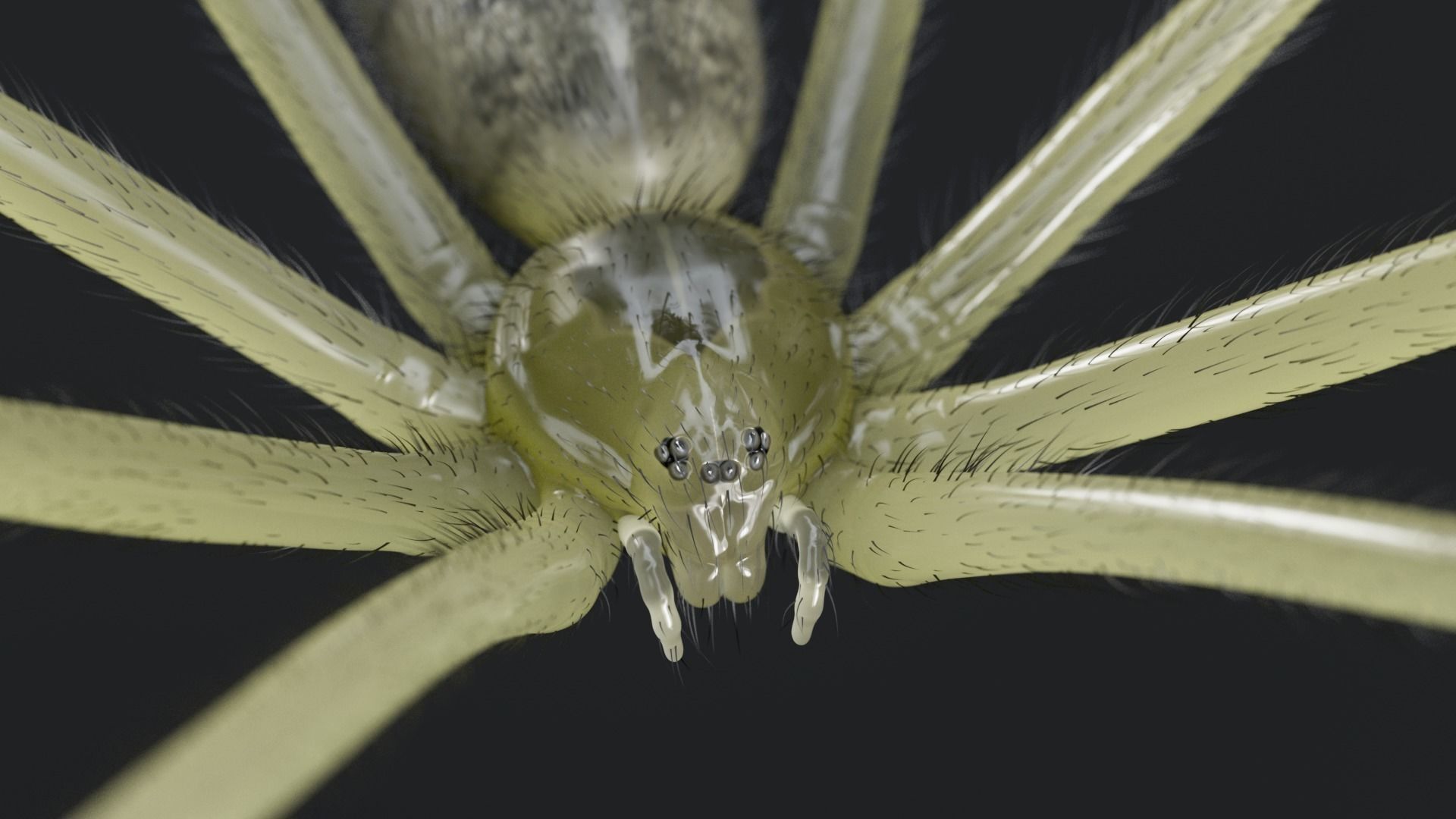 Daddy Long Legs Low-poly 3D model_2