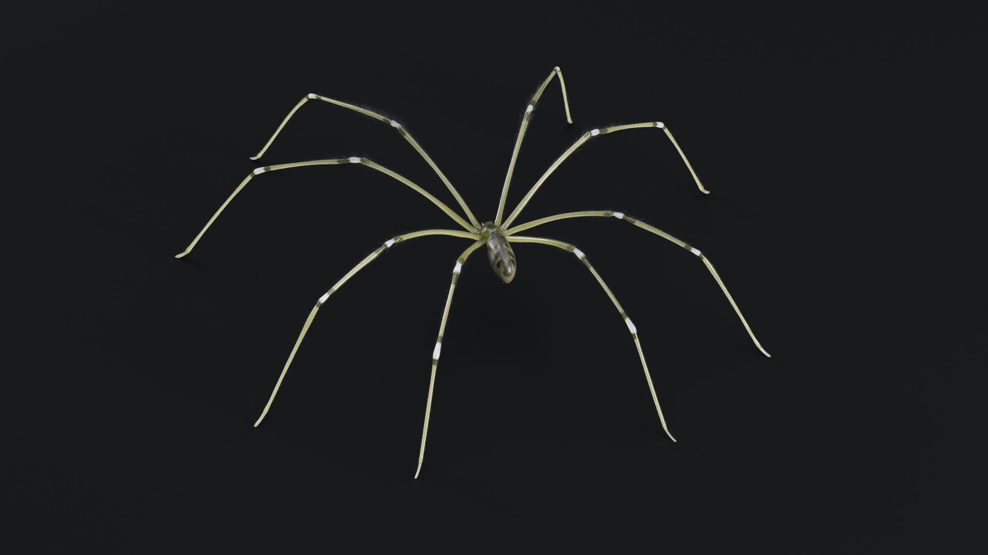 Daddy Long Legs Low-poly 3D model_5