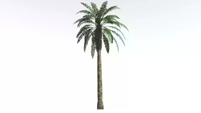 EVERYPlant Date Palm 4 --16 Models-- 3D model