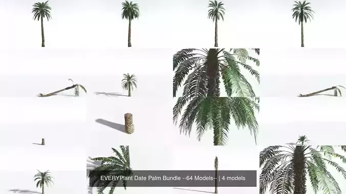 EVERYPlant Date Palm Bundle --64 Models-- 3D Model Collection