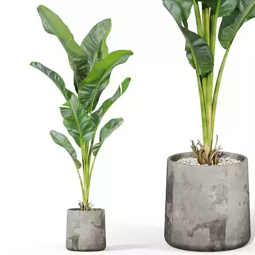 Plants collection 1027 3D model