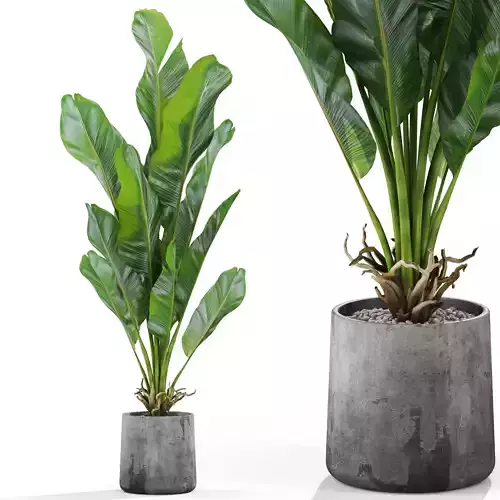 Plants collection 1028 3D model