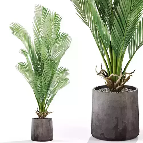 Plants collection 1029 3D model