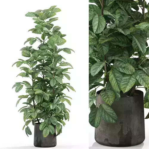 Plants collection 1030 3D model
