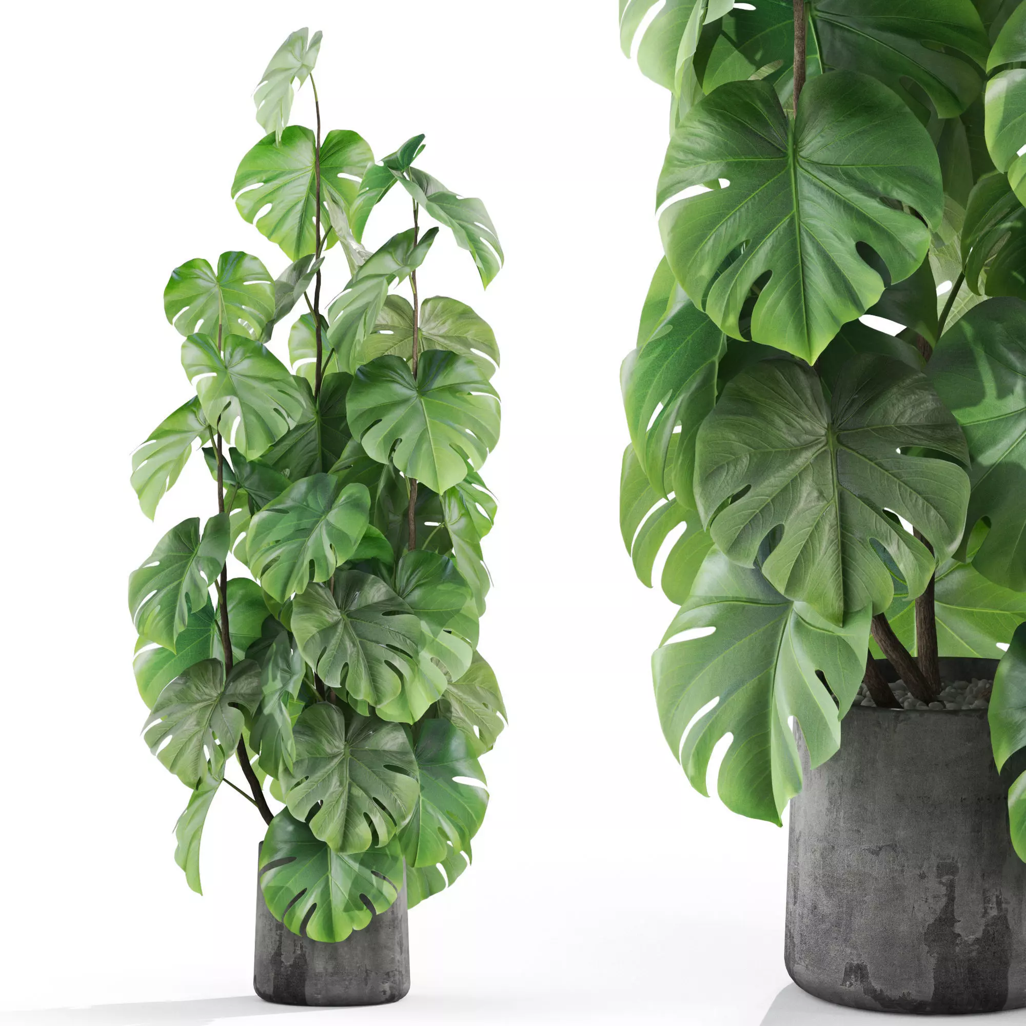 Plants collection 1031 3D model_0