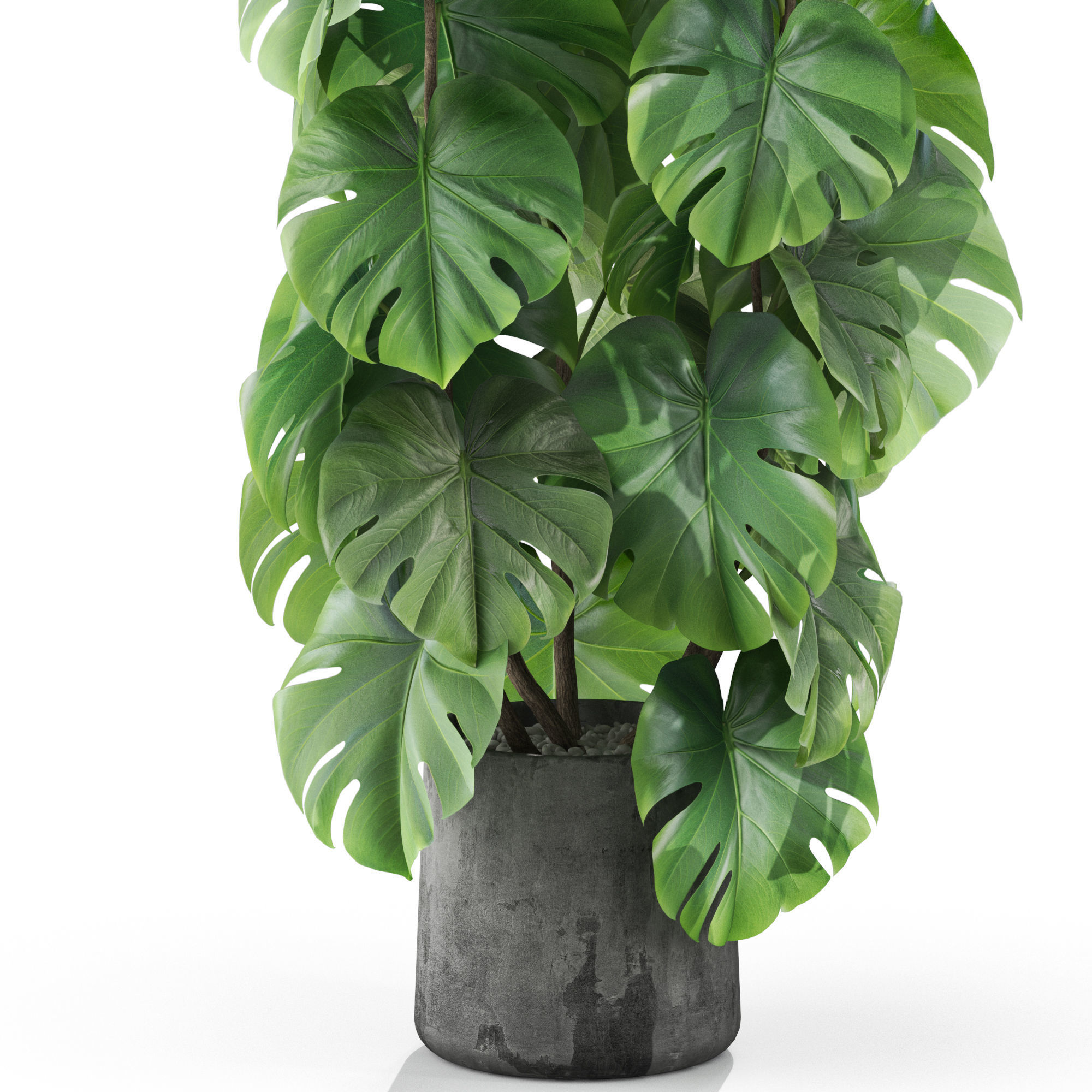 Plants collection 1031 3D model_2