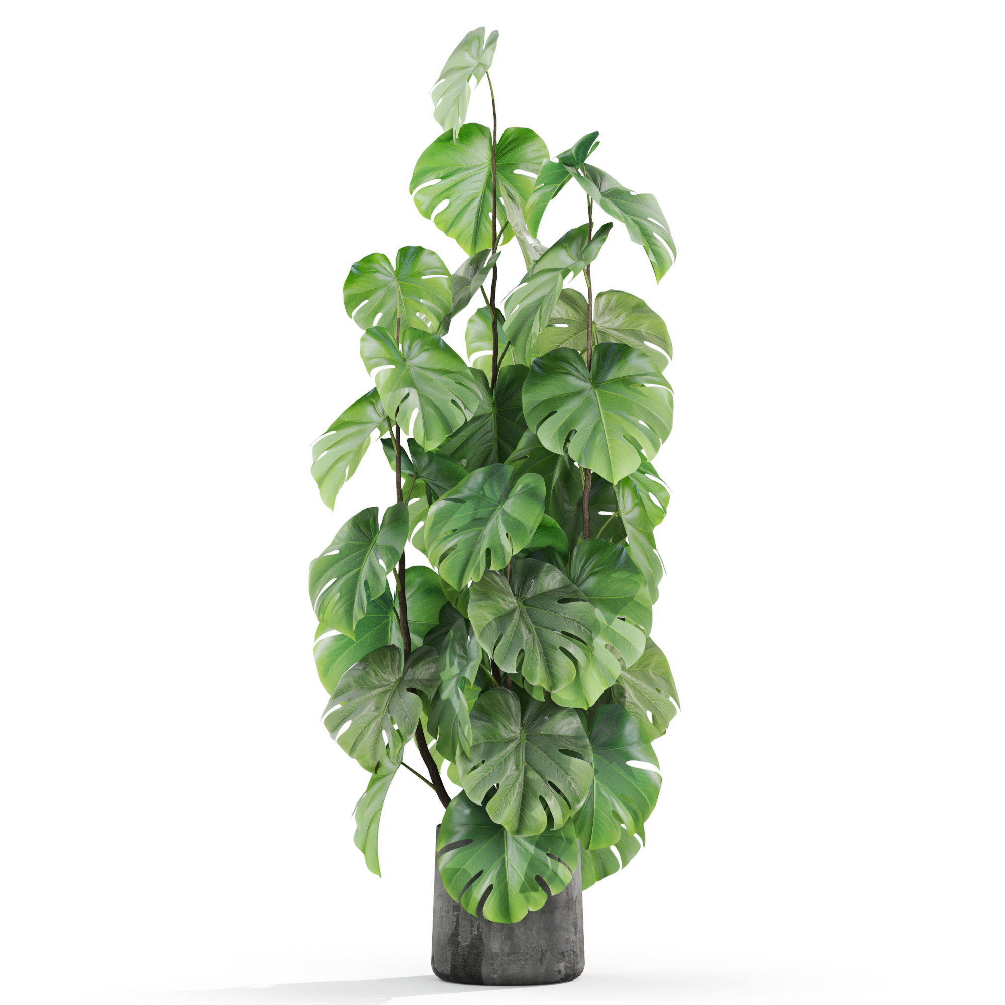 Plants collection 1031 3D model_1