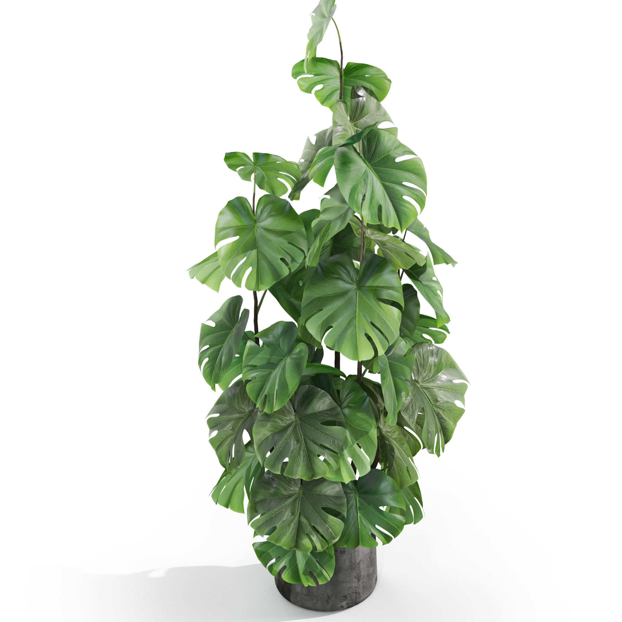 Plants collection 1031 3D model_3