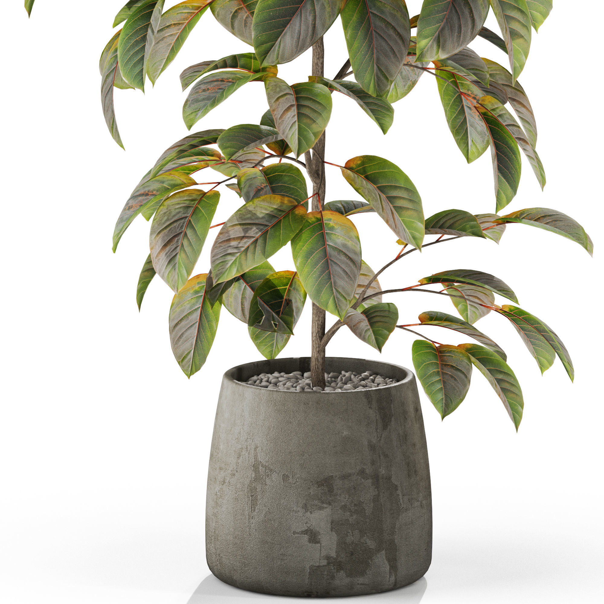 Plants collection 1032 3D model_2