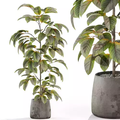 Plants collection 1032 3D model