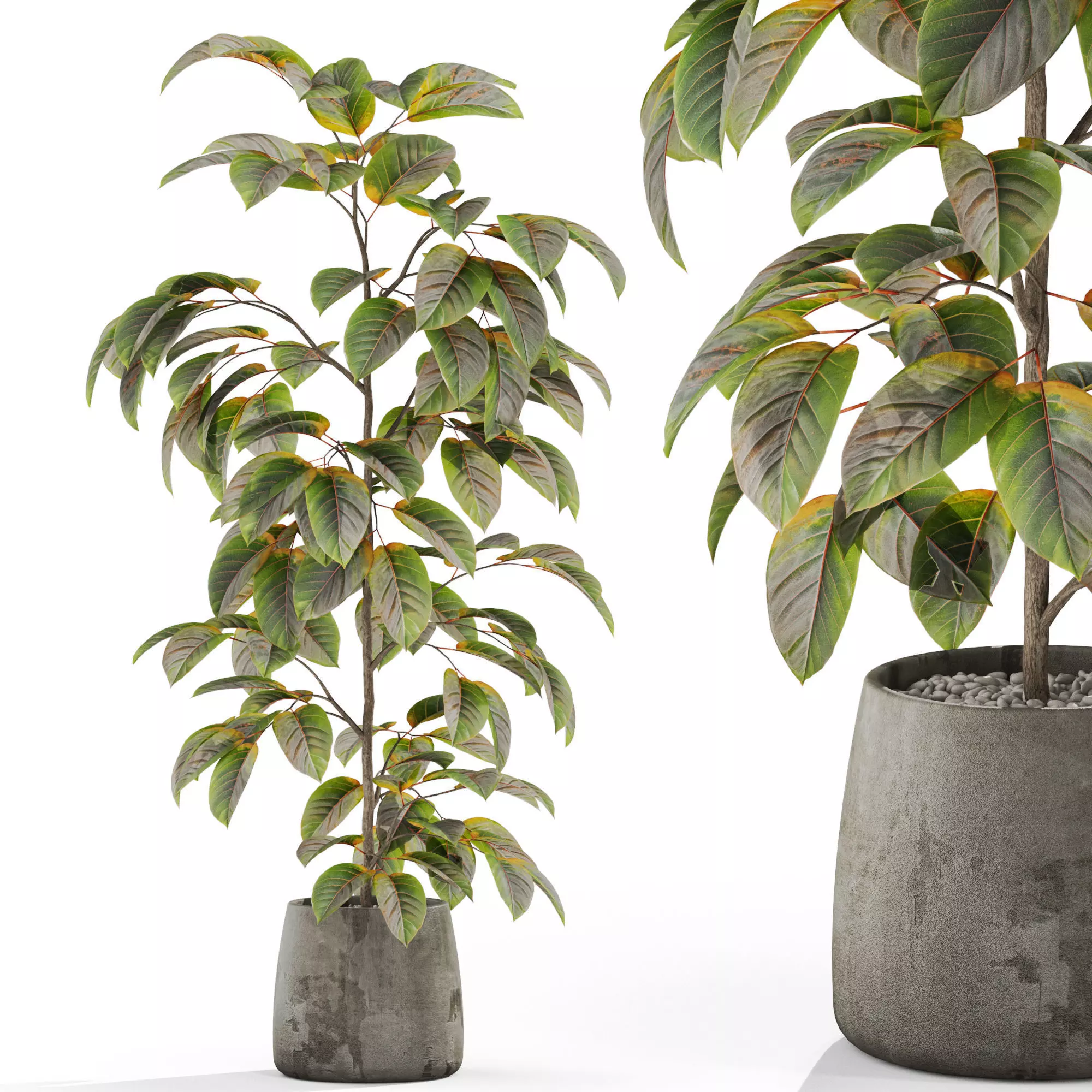 Plants collection 1032 3D model_0