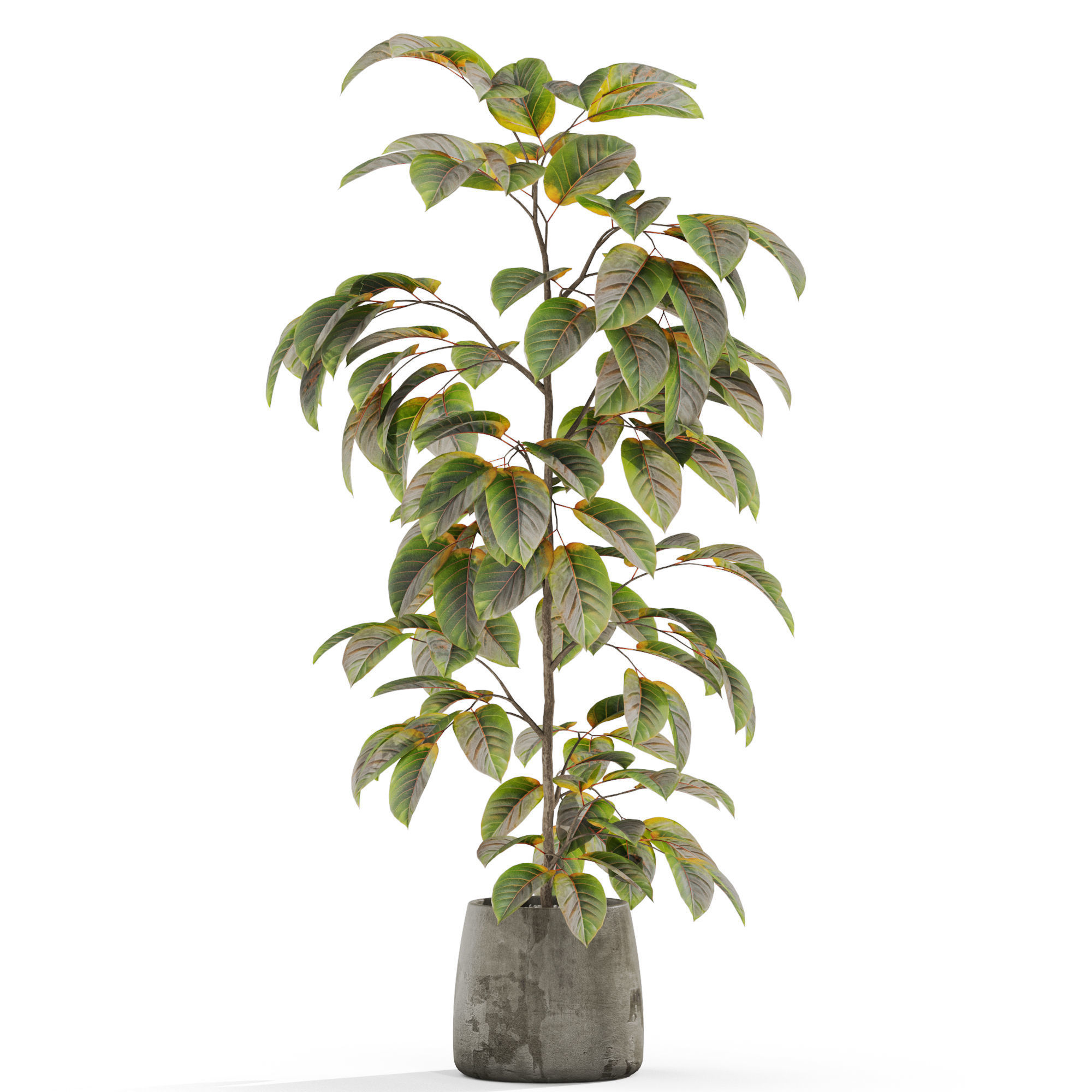 Plants collection 1032 3D model_1