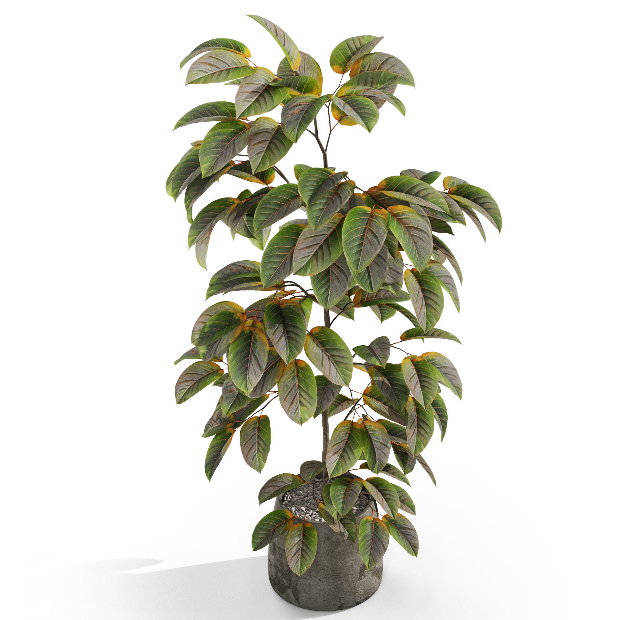 Plants collection 1032 3D model_3