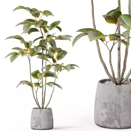 Plants collection 1033 3D model