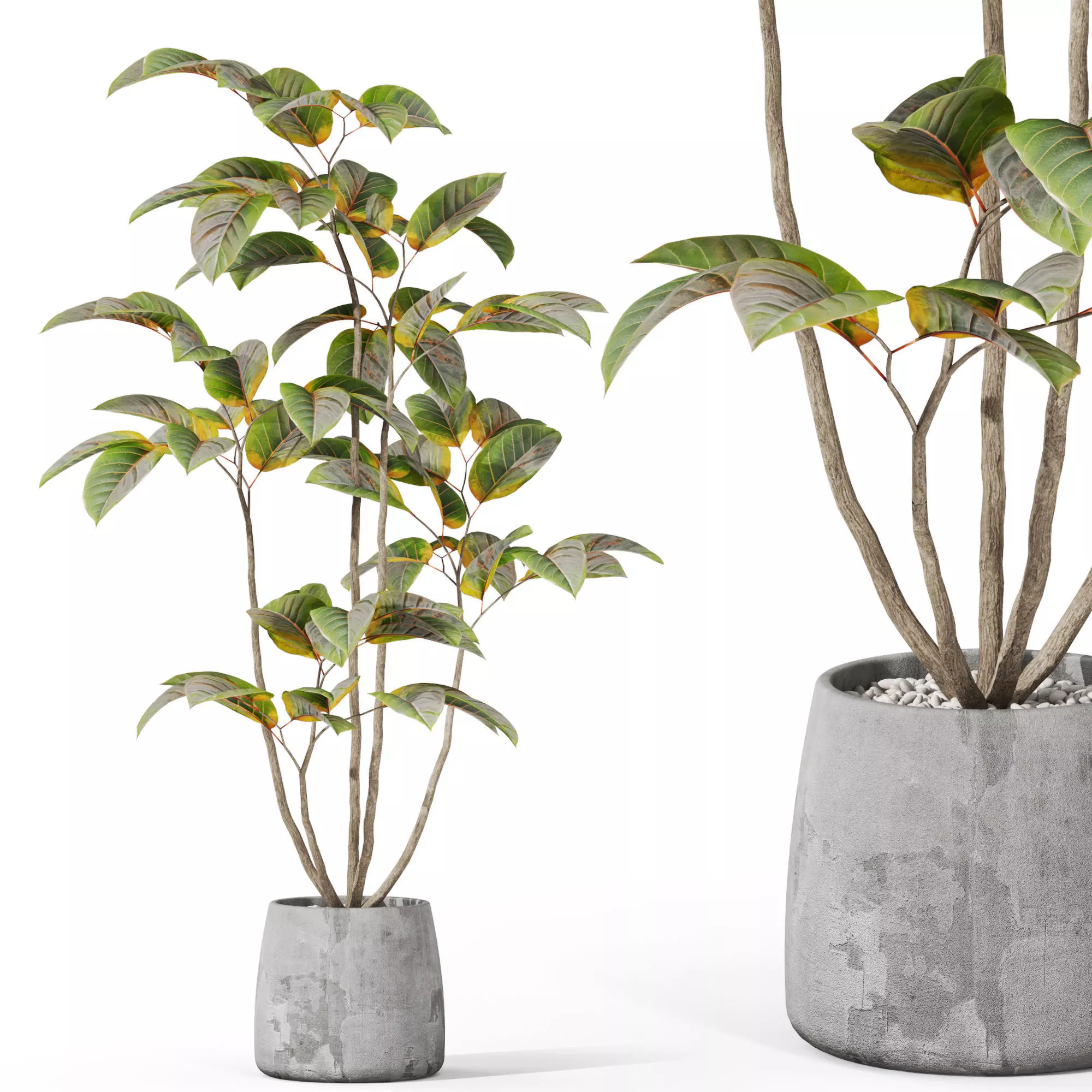 Plants collection 1033 3D model_0