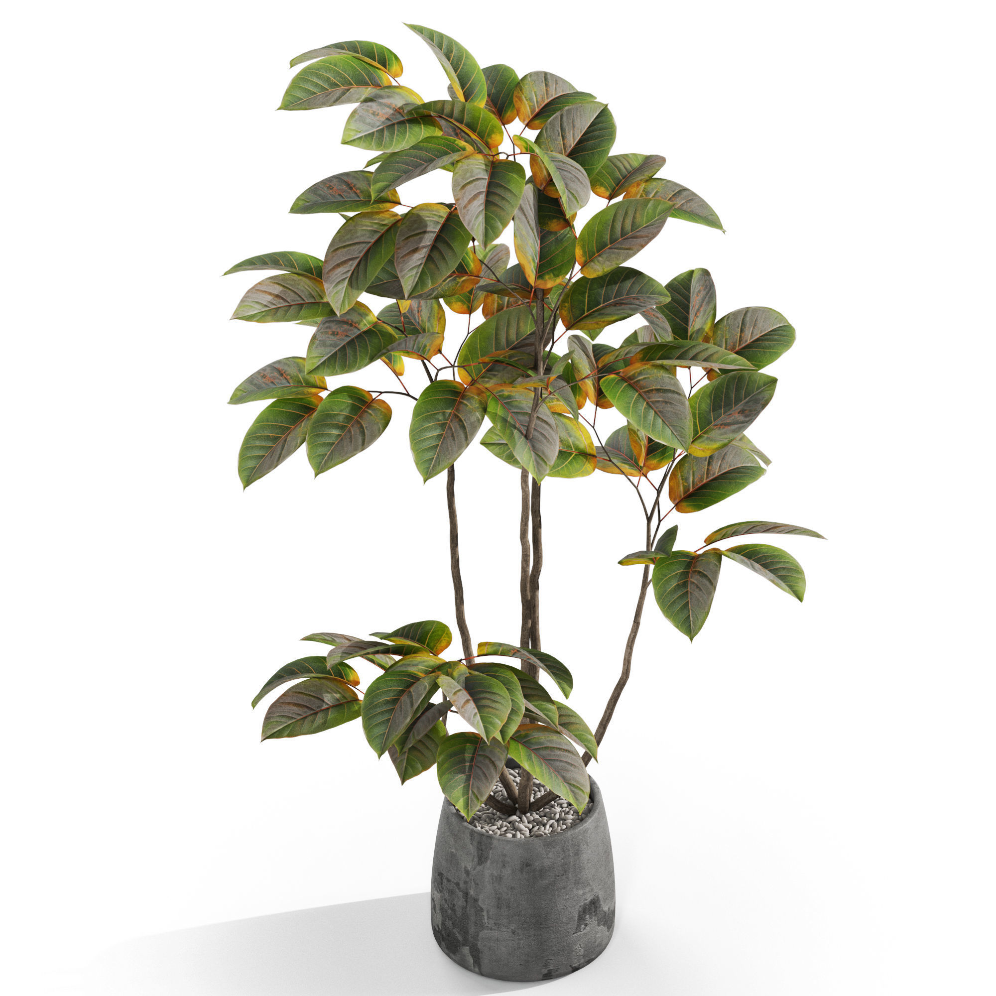 Plants collection 1033 3D model_3