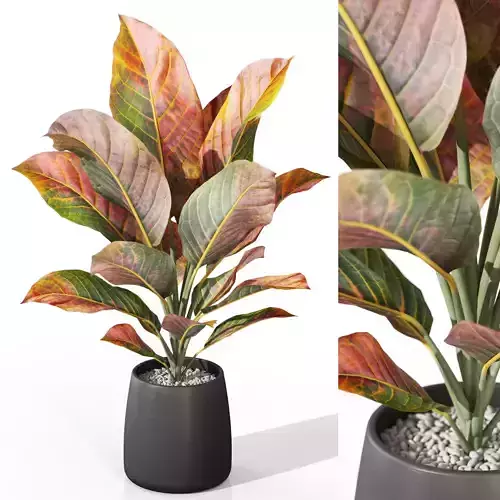 Plants collection 1037 3D model