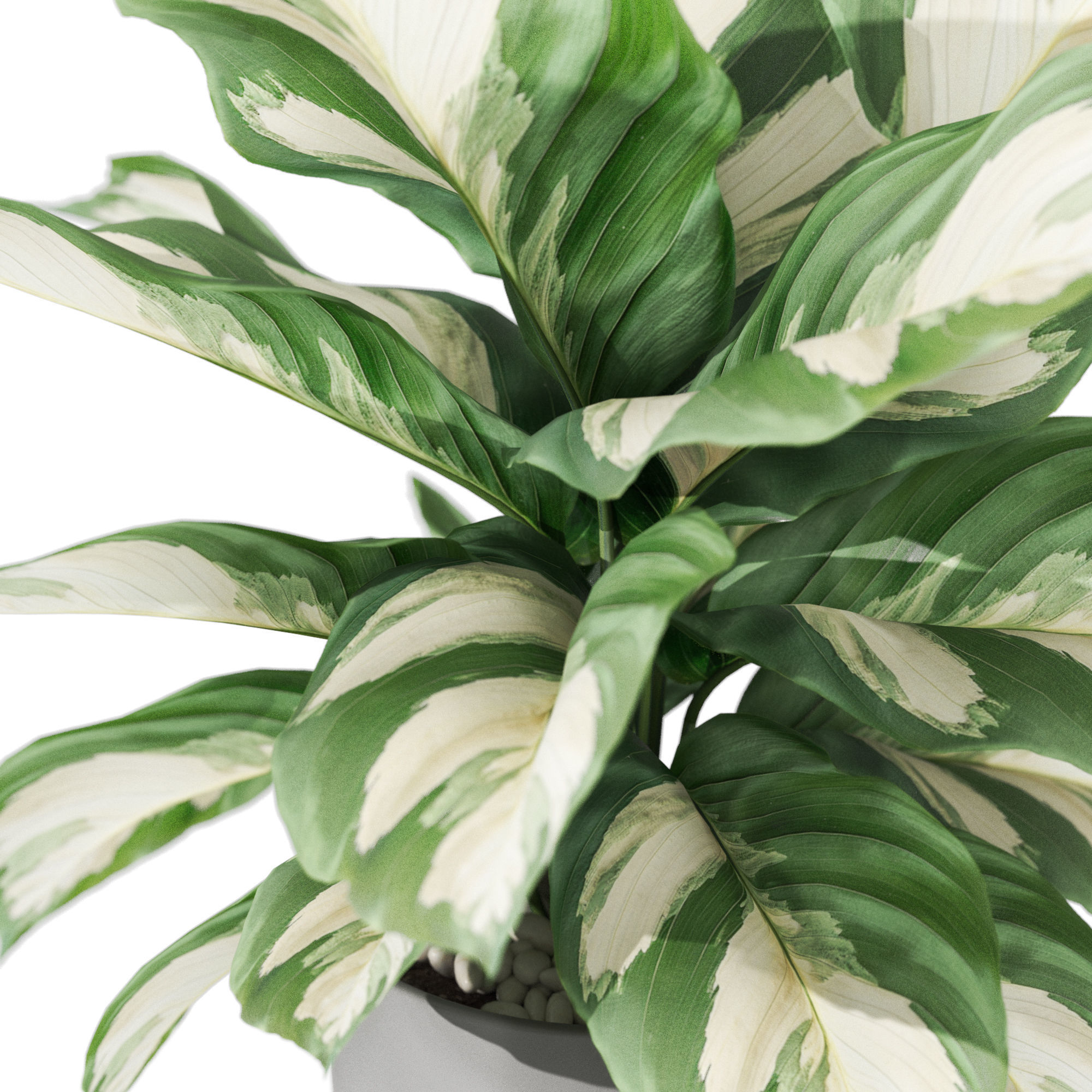 Plants collection 1038 3D model_2