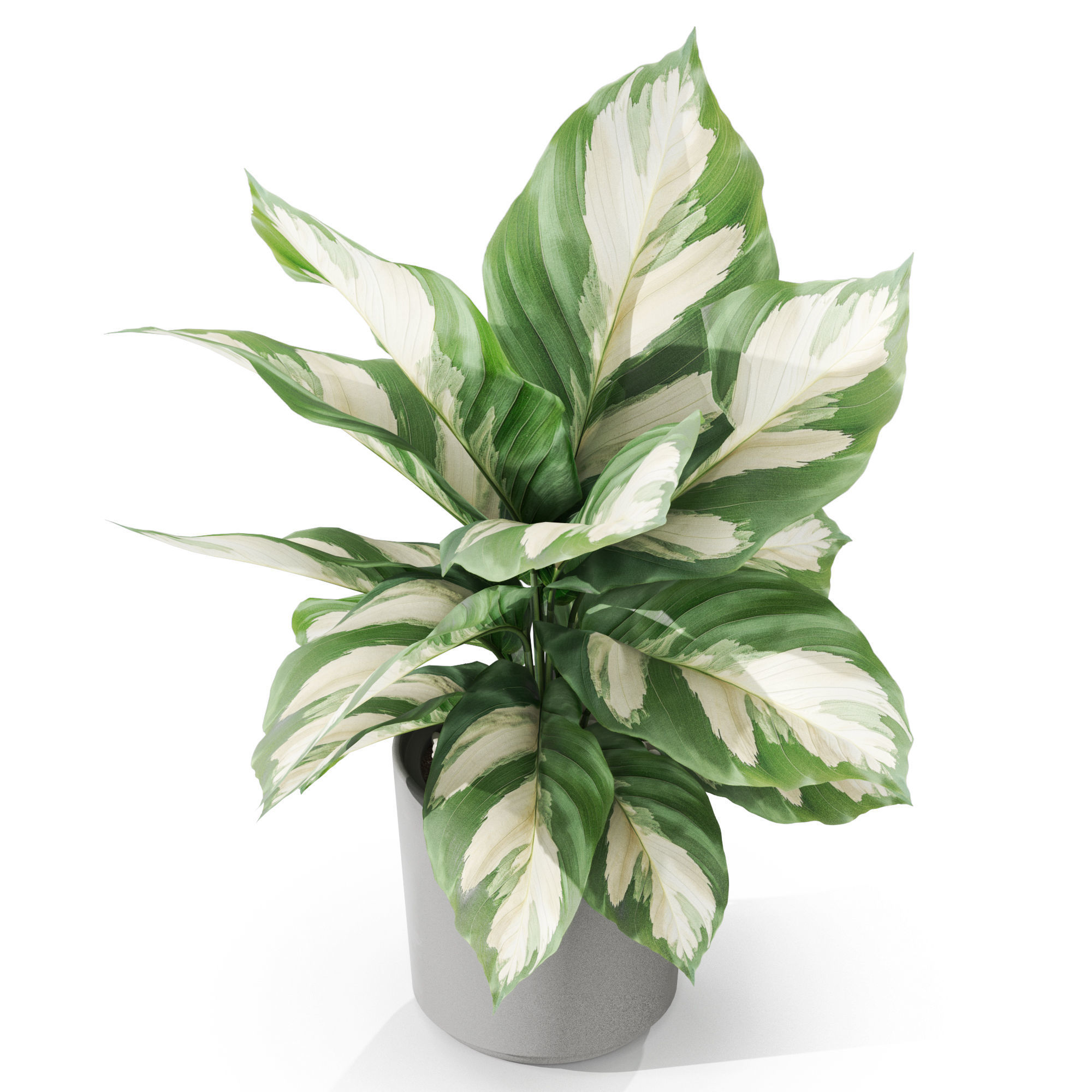 Plants collection 1038 3D model_3