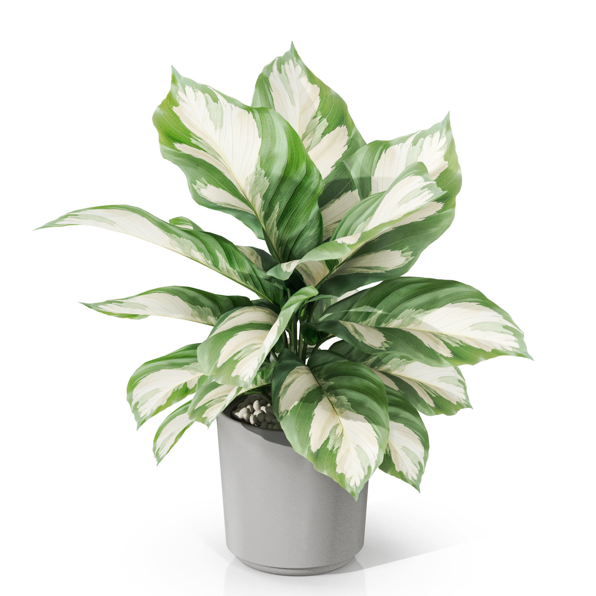 Plants collection 1038 3D model_1