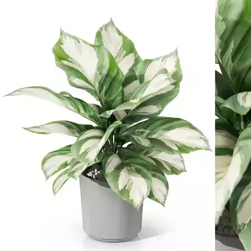 Plants collection 1038 3D model