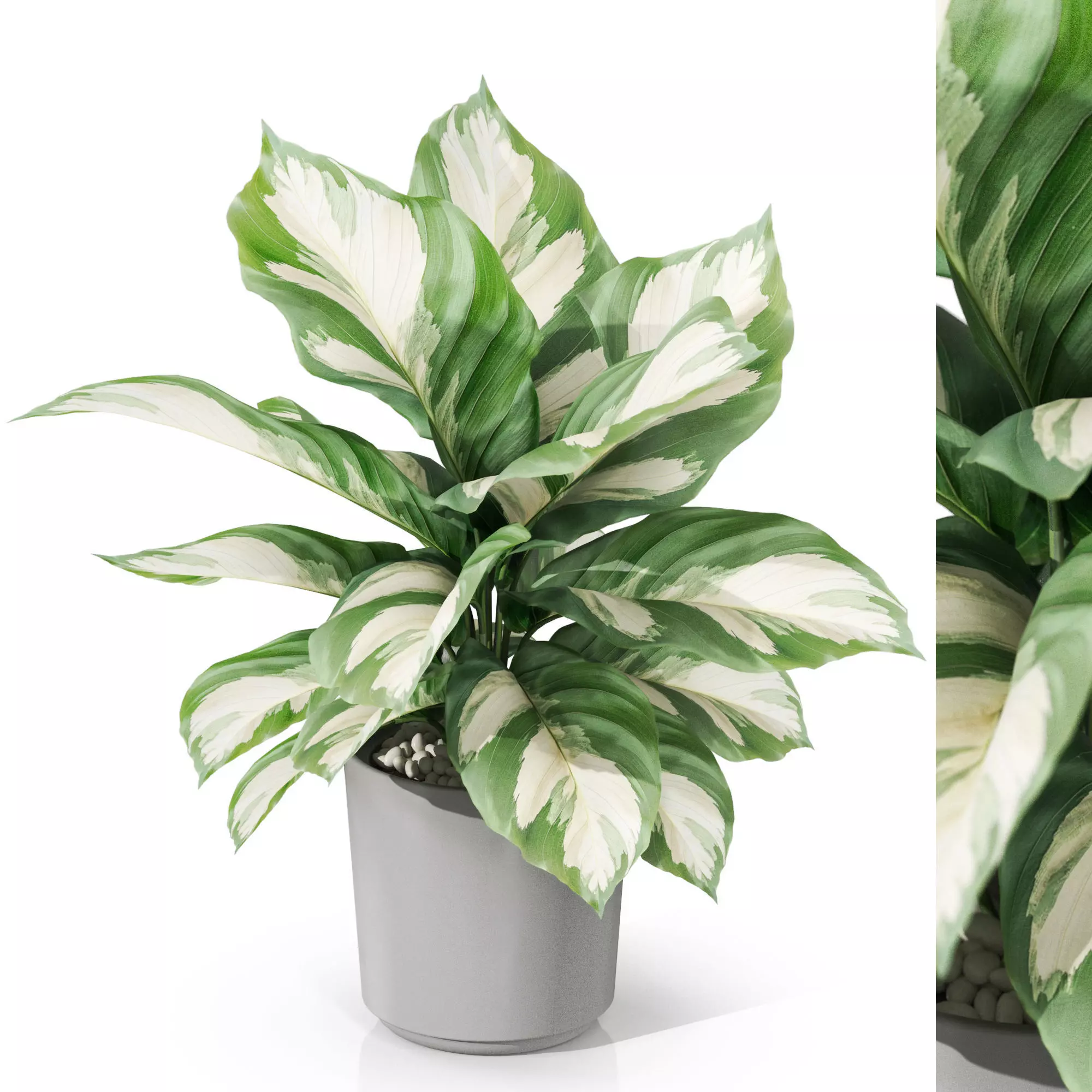 Plants collection 1038 3D model_0