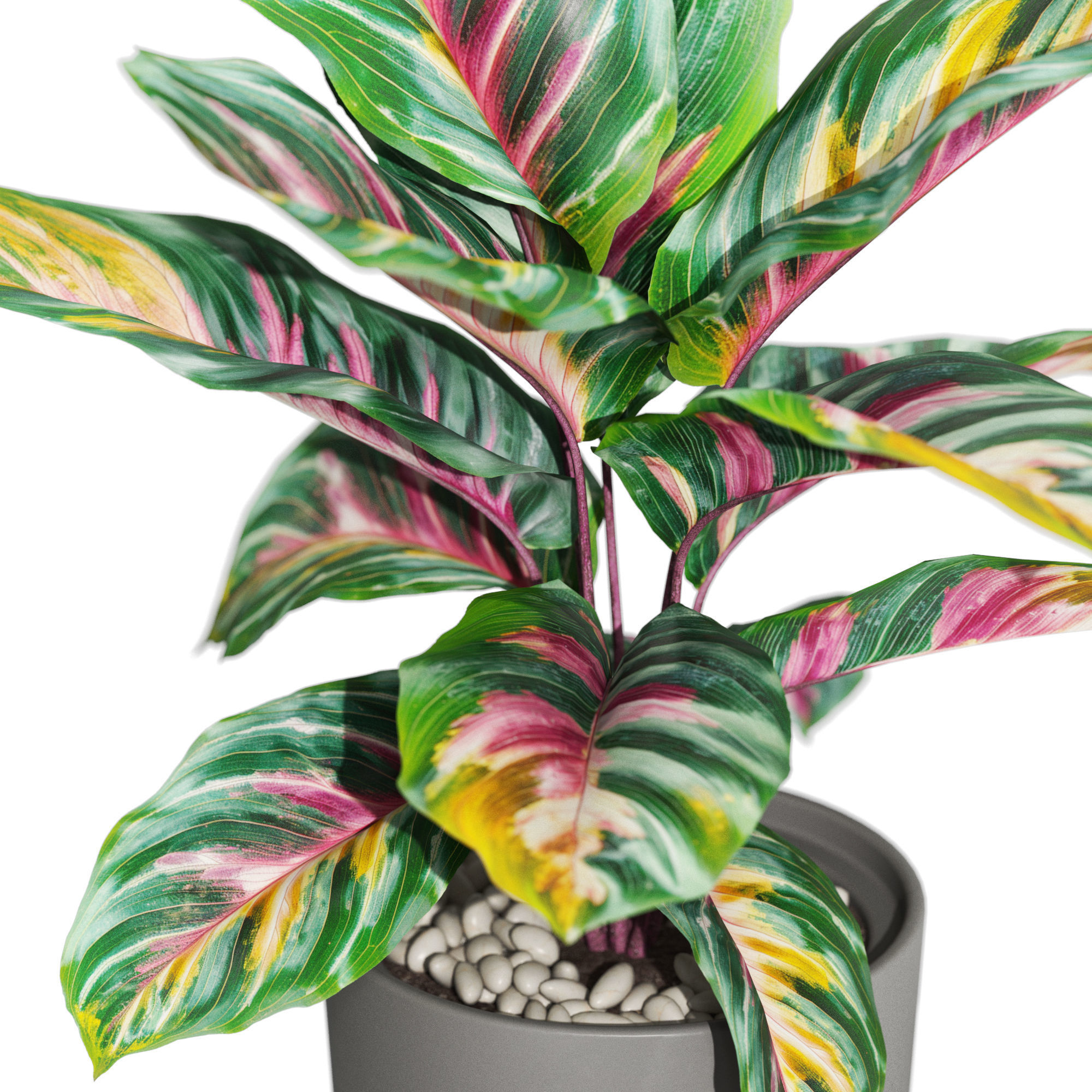 Plants collection 1039 3D model_2