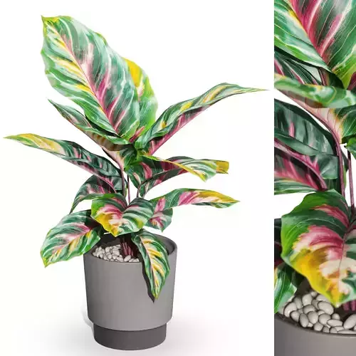 Plants collection 1039 3D model