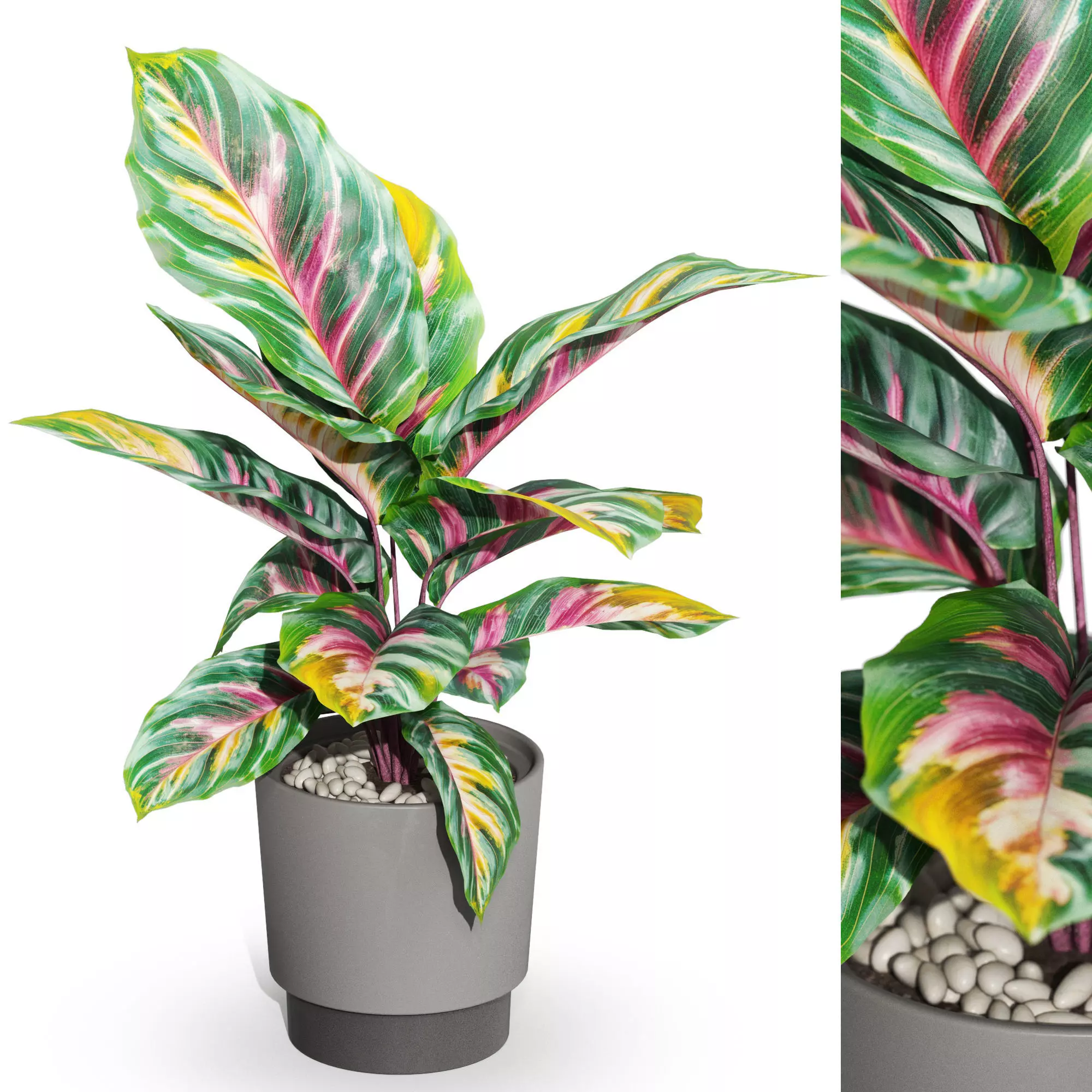 Plants collection 1039 3D model_0