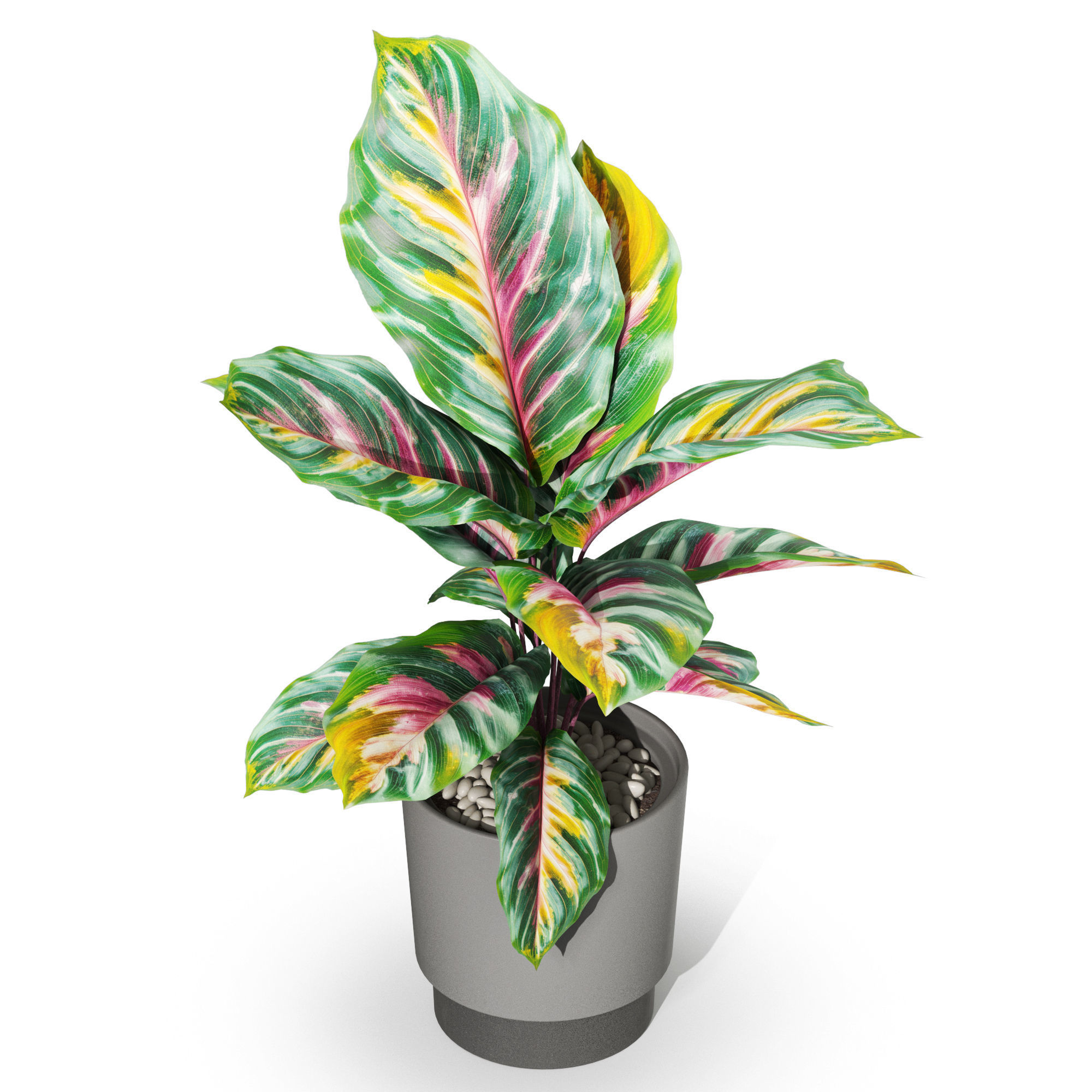 Plants collection 1039 3D model_3