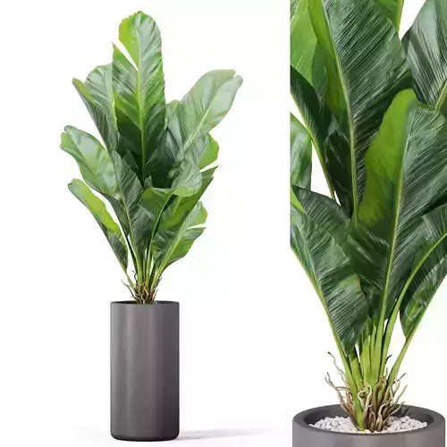 Plants collection 1040