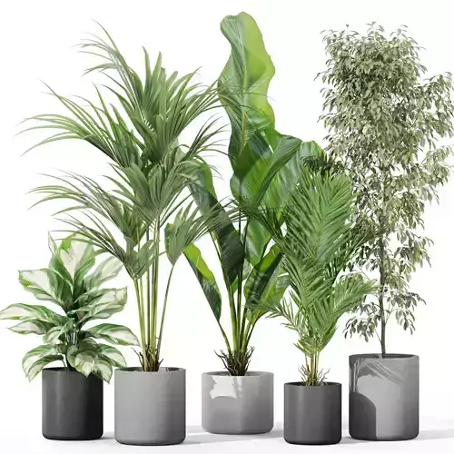 Plants collection 1041 3D model