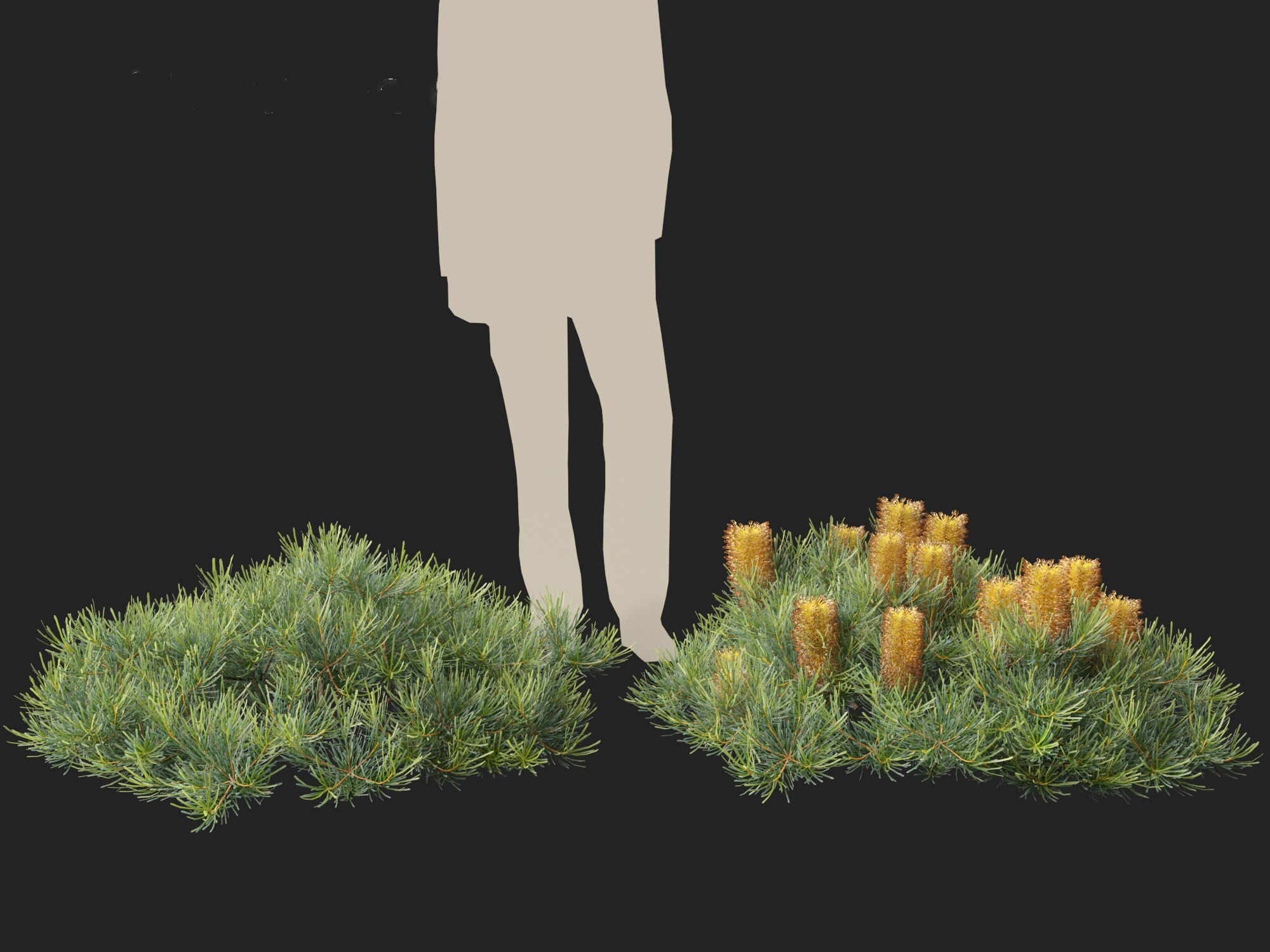 Banksia spinulosa Cherry Candles - Banksia 3D model_8