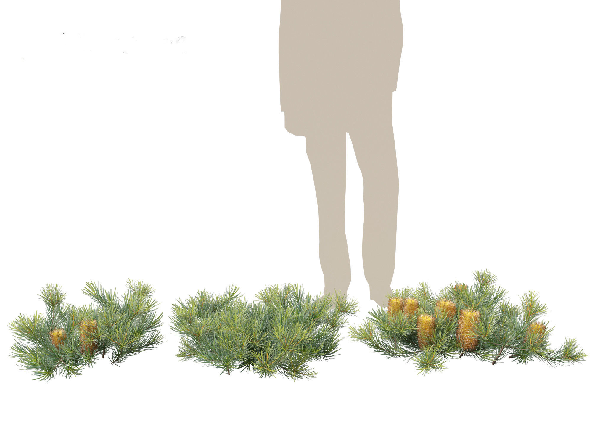 Banksia spinulosa Cherry Candles - Banksia 3D model_5