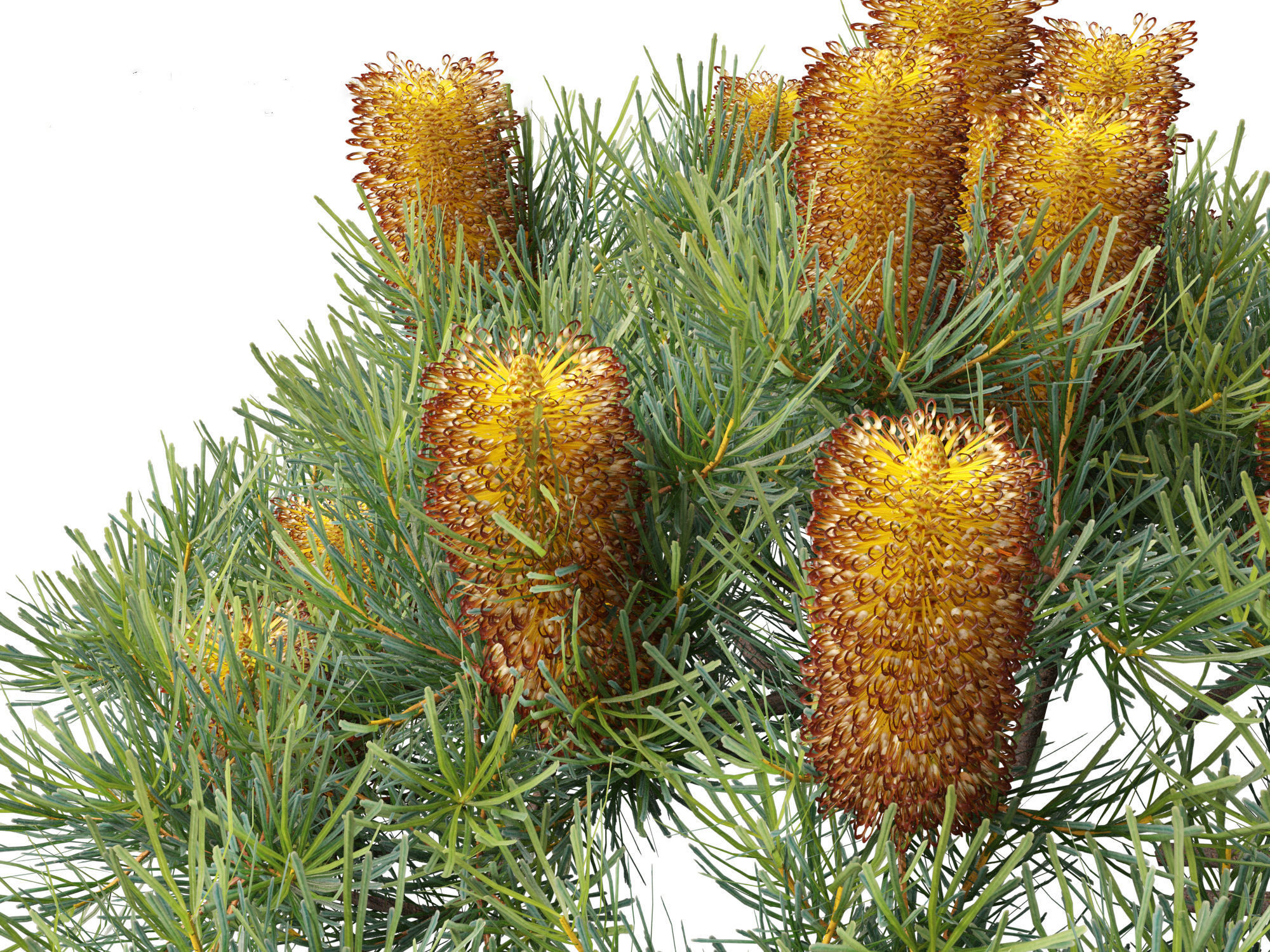 Banksia spinulosa Cherry Candles - Banksia 3D model_1