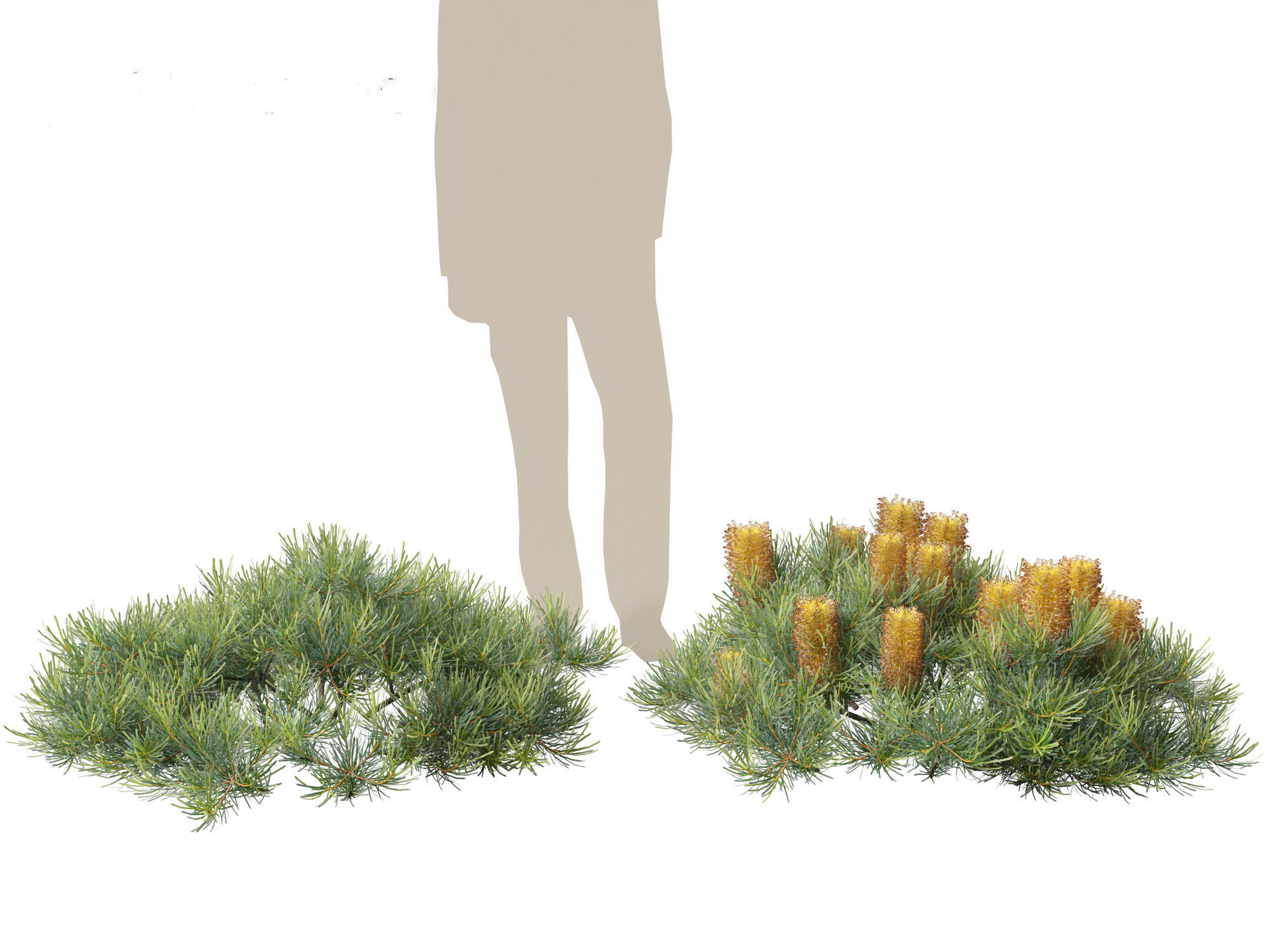 Banksia spinulosa Cherry Candles - Banksia 3D model_6