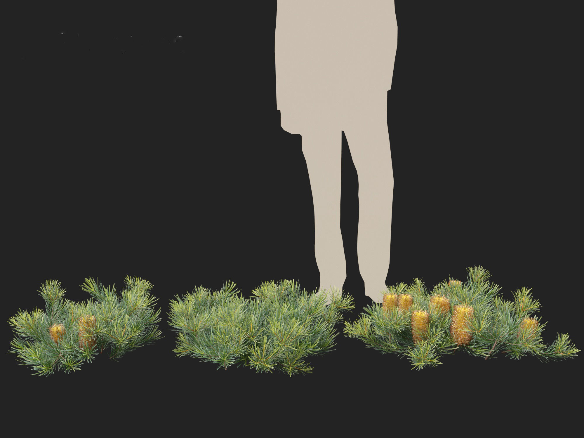 Banksia spinulosa Cherry Candles - Banksia 3D model_7