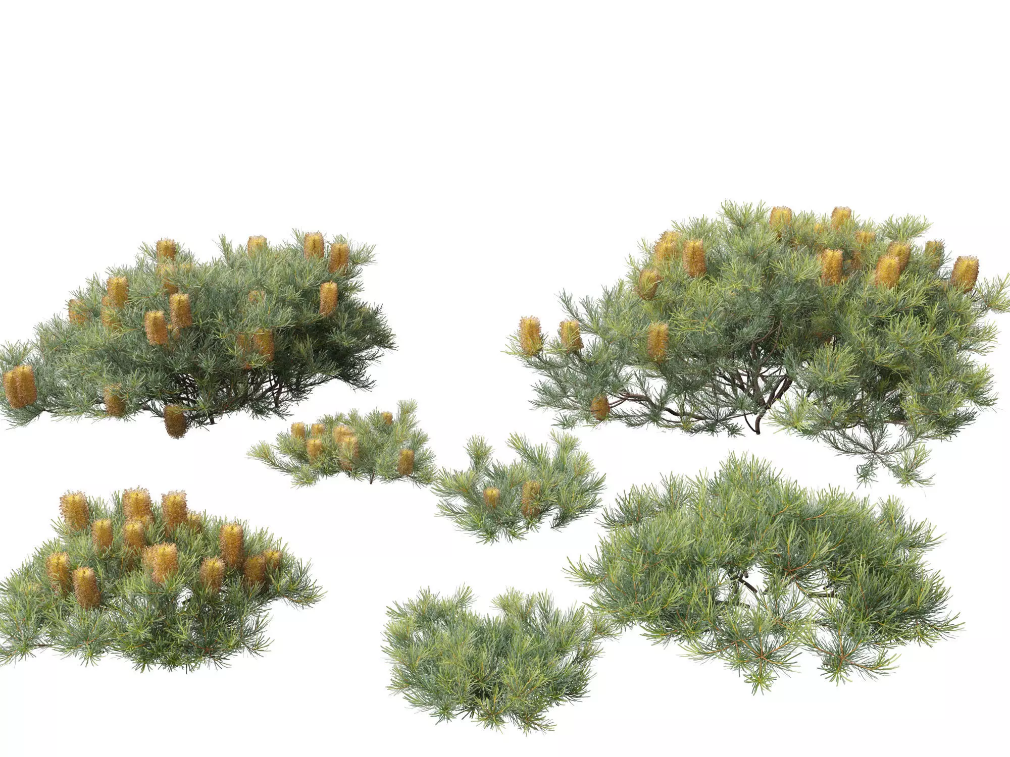 Banksia spinulosa Cherry Candles - Banksia 3D model_0