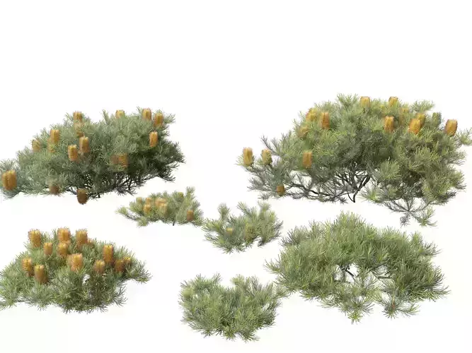 Banksia spinulosa Cherry Candles - Banksia 3D model