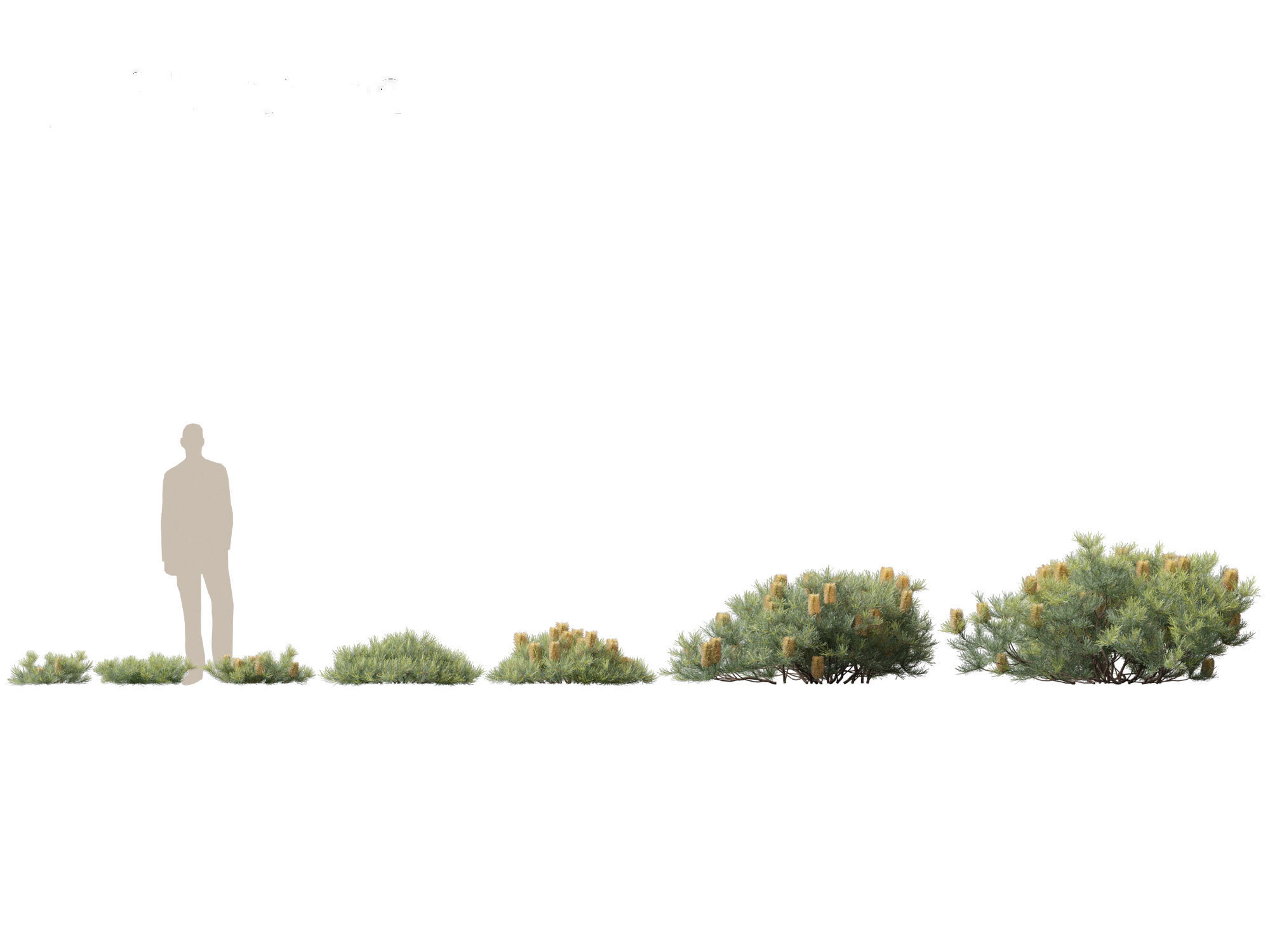 Banksia spinulosa Cherry Candles - Banksia 3D model_3