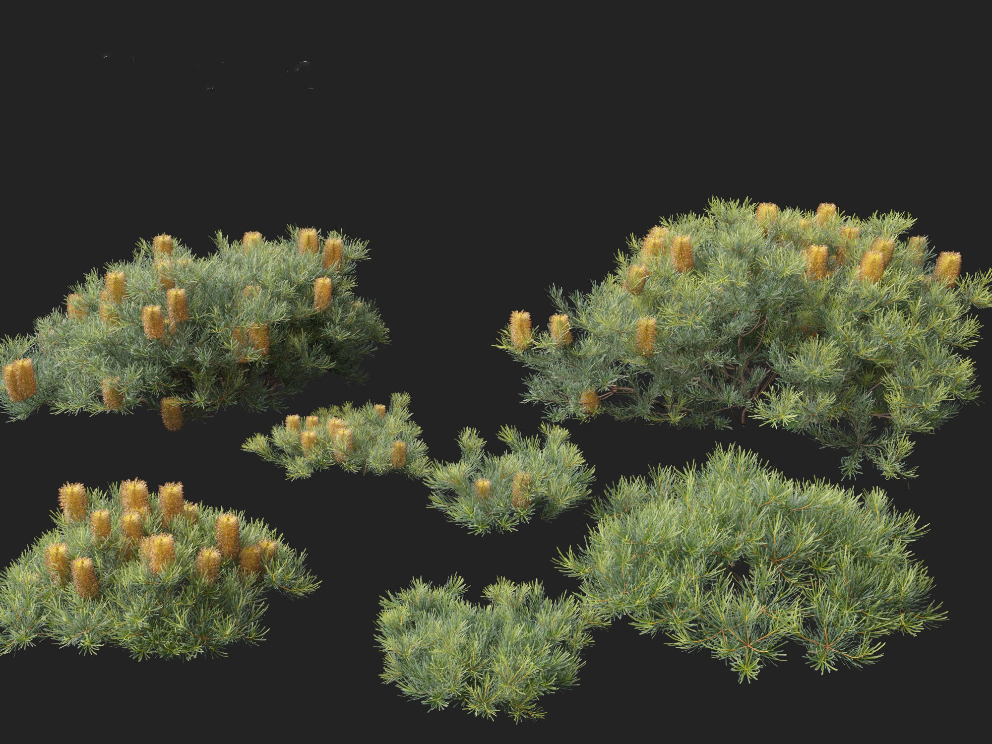 Banksia spinulosa Cherry Candles - Banksia 3D model_11