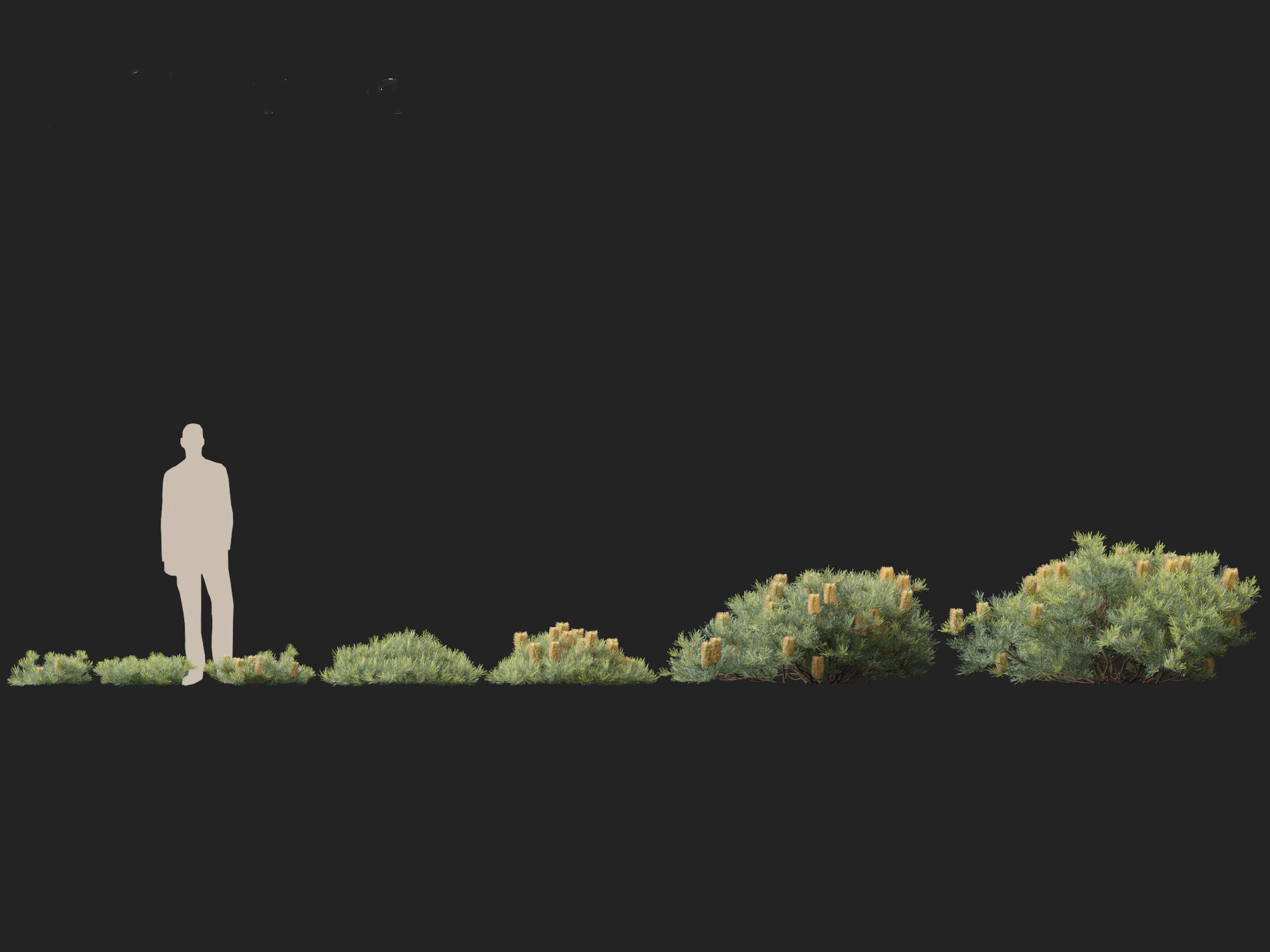 Banksia spinulosa Cherry Candles - Banksia 3D model_4