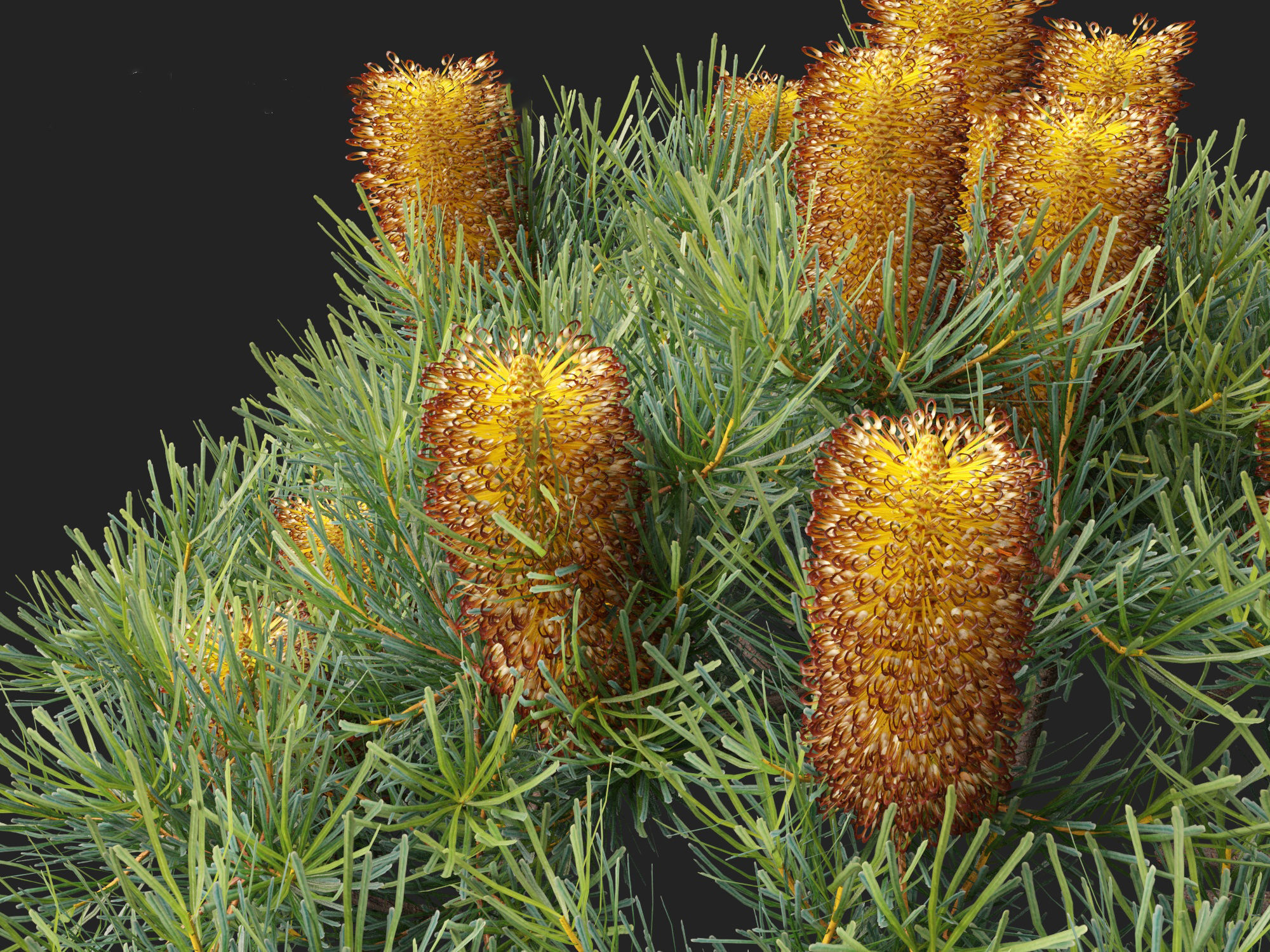 Banksia spinulosa Cherry Candles - Banksia 3D model_2