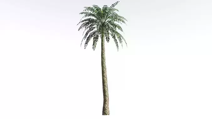 EVERYPlant Date Palm LowPoly 1 --16 Models-- Low-poly 3D model