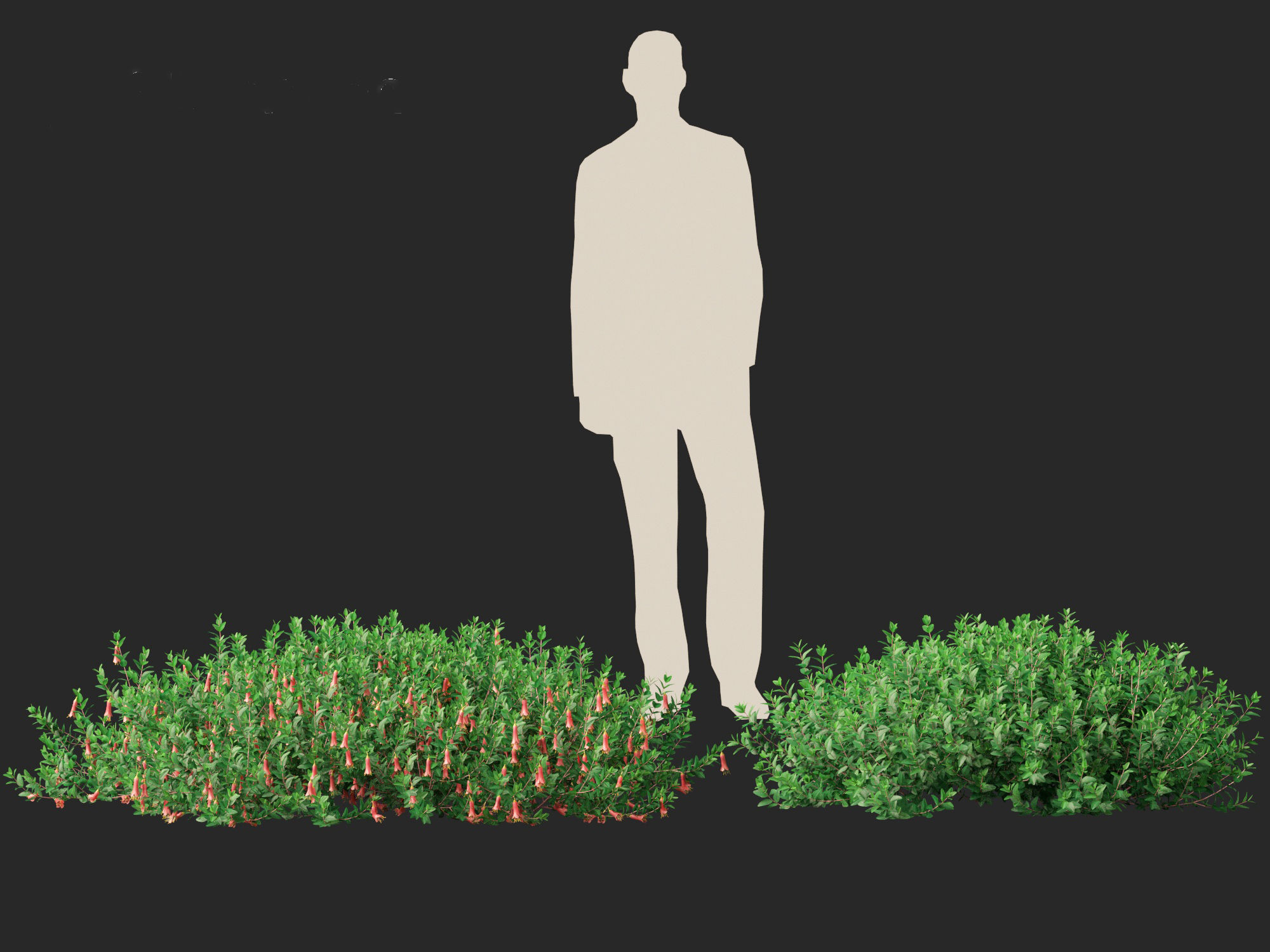 Correa dusky bells - Native Fuchsia 3D model_6